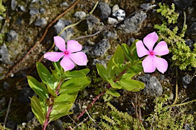 APII jpeg image of Catharanthus roseus  © contact APII