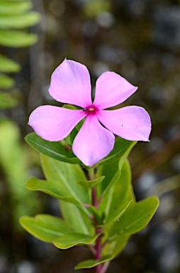 APII jpeg image of Catharanthus roseus  © contact APII