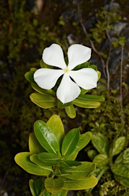 APII jpeg image of Catharanthus roseus  © contact APII