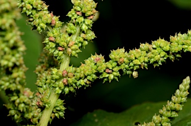 APII jpeg image of Amaranthus viridis  © contact APII