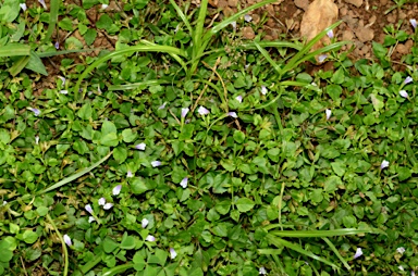 APII jpeg image of Torenia crustacea  © contact APII