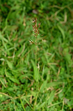 APII jpeg image of Chrysopogon aciculatus  © contact APII