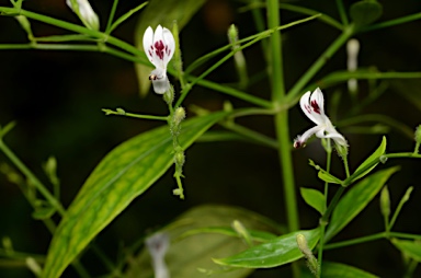 APII jpeg image of Andrographis paniculata  © contact APII