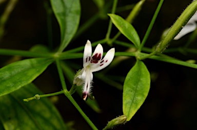 APII jpeg image of Andrographis paniculata  © contact APII