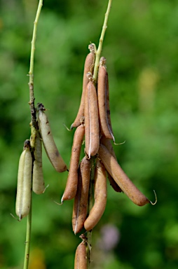 APII jpeg image of Crotalaria pallida var. obovata  © contact APII