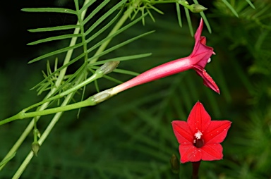 APII jpeg image of Ipomoea quamoclit  © contact APII