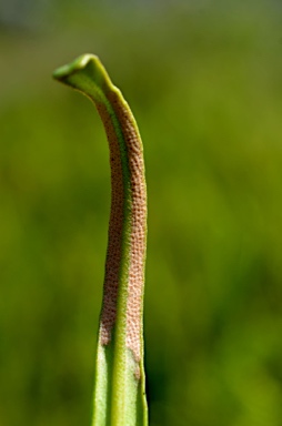 APII jpeg image of Pyrrosia lanceolata  © contact APII
