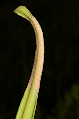 APII jpeg image of Pyrrosia lanceolata  © contact APII