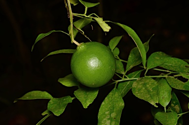 APII jpeg image of Citrus microcarpa  © contact APII