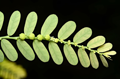 APII jpeg image of Phyllanthus amarus  © contact APII