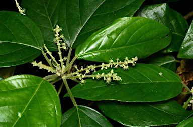 APII jpeg image of Claoxylon indicum  © contact APII