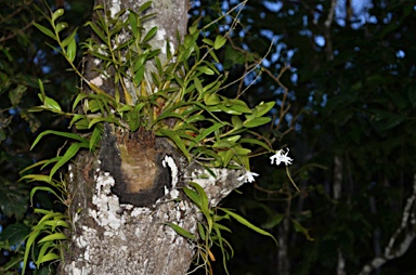 APII jpeg image of Dendrobium crumenatum  © contact APII