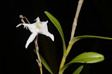 APII jpeg image of Dendrobium crumenatum  © contact APII