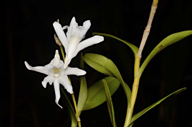 APII jpeg image of Dendrobium crumenatum  © contact APII