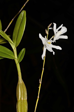 APII jpeg image of Dendrobium crumenatum  © contact APII