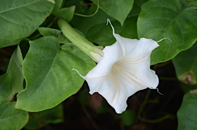 APII jpeg image of Datura metel  © contact APII