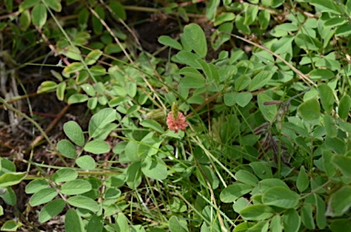 APII jpeg image of Indigofera hirsuta  © contact APII