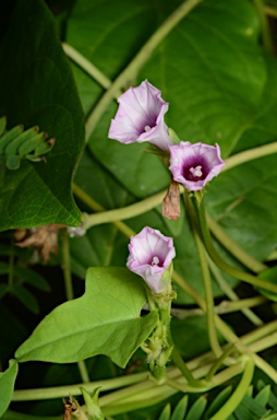 APII jpeg image of Ipomoea triloba  © contact APII