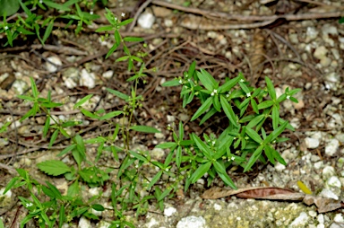 APII jpeg image of Oldenlandia corymbosa var. corymbosa  © contact APII