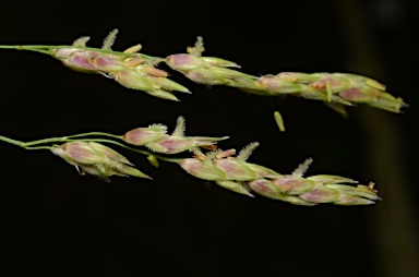 APII jpeg image of Sorghum bicolor  © contact APII