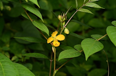 APII jpeg image of Senna occidentalis  © contact APII