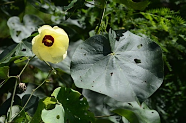 APII jpeg image of Hibiscus tiliaceus  © contact APII