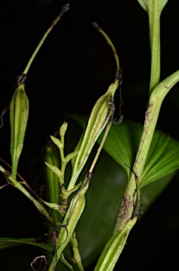 APII jpeg image of Corymborkis veratrifolia  © contact APII