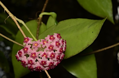 APII jpeg image of Hoya aldrichii  © contact APII