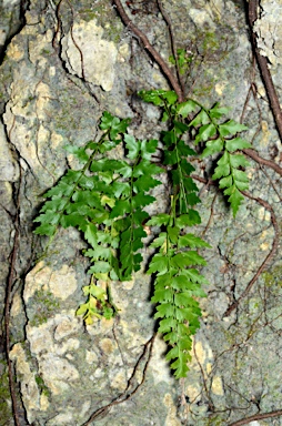 APII jpeg image of Asplenium listeri  © contact APII