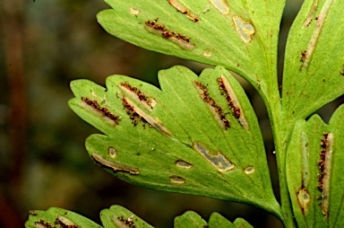 APII jpeg image of Asplenium listeri  © contact APII