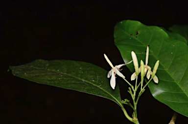 APII jpeg image of Aidia sp. Fl. Australia (R.Shivas 922)  © contact APII