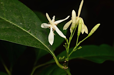 APII jpeg image of Aidia sp. Fl. Australia (R.Shivas 922)  © contact APII