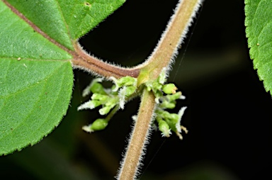 APII jpeg image of Trema tomentosa var. tomentosa  © contact APII