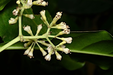 APII jpeg image of Pisonia umbellifera  © contact APII