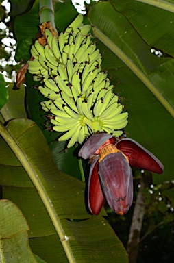 APII jpeg image of Musa acuminata  © contact APII