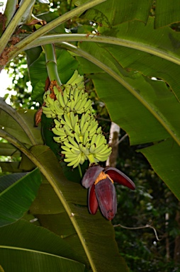 APII jpeg image of Musa acuminata  © contact APII