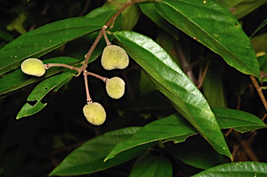 APII jpeg image of Grewia acuminata  © contact APII