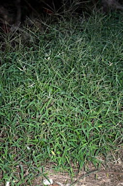 APII jpeg image of Digitaria setigera  © contact APII