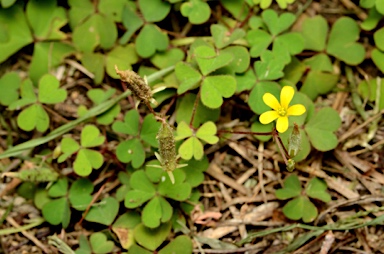 APII jpeg image of Oxalis corniculata  © contact APII