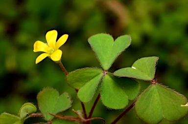 APII jpeg image of Oxalis corniculata  © contact APII