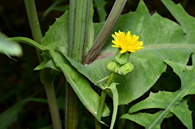 APII jpeg image of Sonchus oleraceus  © contact APII