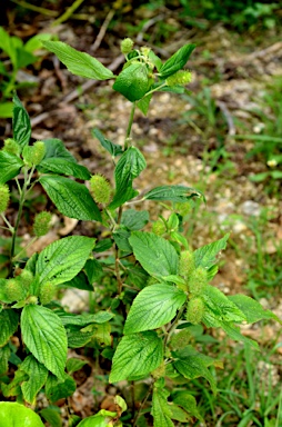 APII jpeg image of Malvastrum coromandelianum  © contact APII