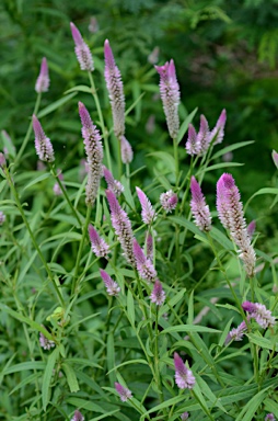 APII jpeg image of Celosia argentea  © contact APII