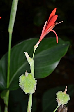 APII jpeg image of Canna indica  © contact APII