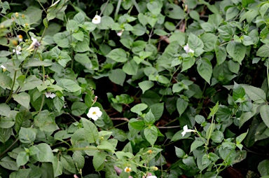 APII jpeg image of Asystasia gangetica subsp. gangetica  © contact APII
