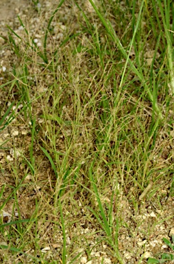 APII jpeg image of Eragrostis pilosa  © contact APII