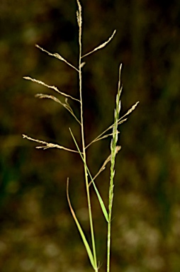 APII jpeg image of Eragrostis pilosa  © contact APII