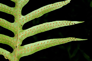 APII jpeg image of Microsorum scolopendria  © contact APII