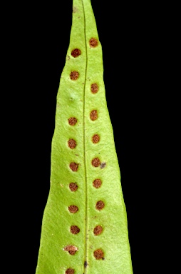 APII jpeg image of Microsorum scolopendria  © contact APII
