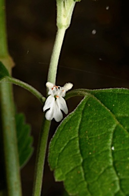 APII jpeg image of Leucas decemdentata  © contact APII